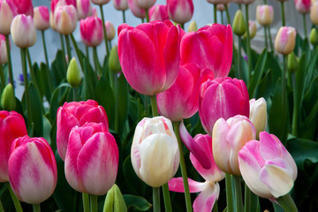 Beautiful rows of pink and white tulips in a garden bed.