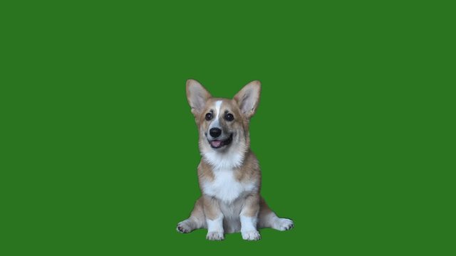 welsh corgi licks on green screen