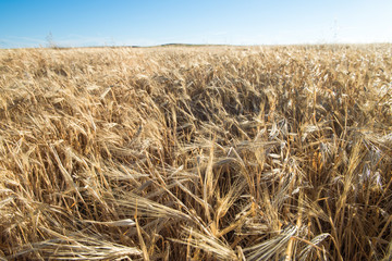 Harvester performing mowing tasks in the field.
