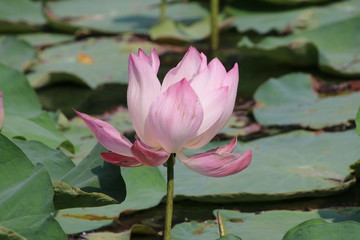 pink lotus flower in the pond