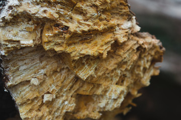 tree earth texture abstraction background wood log stump