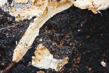 tree earth texture abstraction background wood log stump