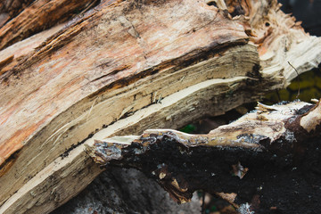 tree earth texture abstraction background wood log stump