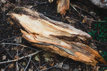 tree earth texture abstraction background wood log stump