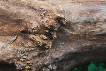 tree earth texture abstraction background wood log stump
