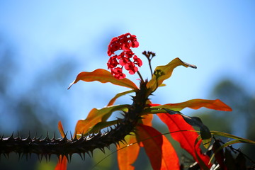Colorful plant with red leaves and flowers  on a diffuse blue background.