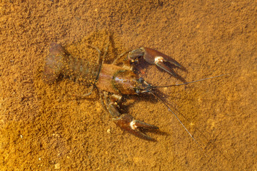 Cangrejo Señal, del Pacífico. Pacifastacus leniusculus.
