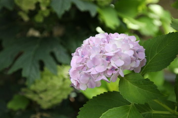 紫陽花-1