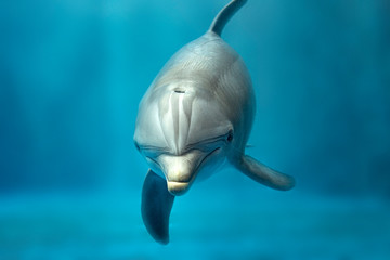 dolphin underwater looking at you © Andrea Izzotti