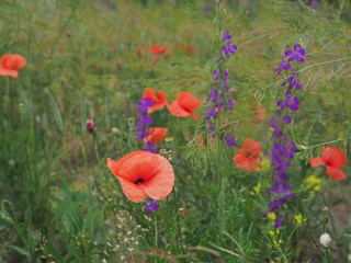 beautiful colorful summer meadow with red poppies and purple and yellow meadow flowers