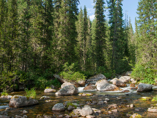 Fast mountain river among the wild forest.