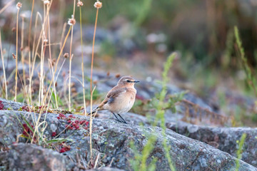 northern wheatear