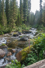 Fast mountain river among the wild forest.