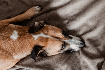 Portrait of dog