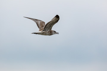 bird in flight