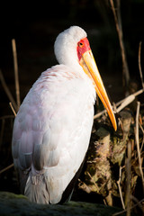 exotic bird with long beak