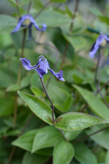 Clematis Hendersonii