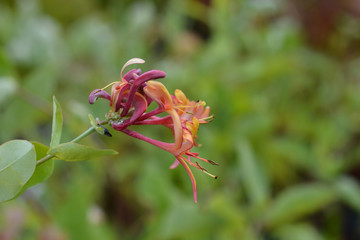 Honeysuckle Goldflame