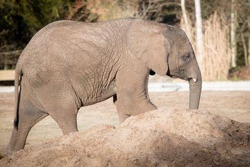Naklejka premium baby elephant walking around
