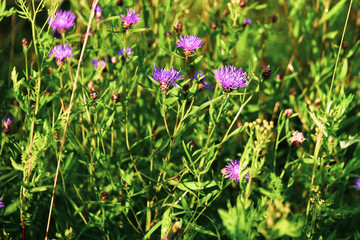 Cornflower meadow (Centaurea jacea) blooms in the meadow