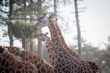 giraffes eating in the zoo