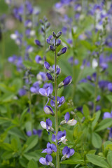 Blue false indigo