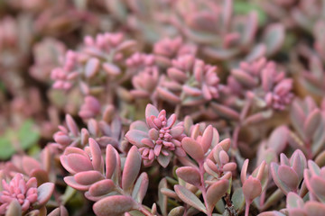 Showy stonecrop
