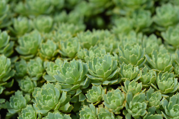 Gray stonecrop