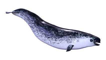 3D Rendering Female Narwhal on White © photosvac