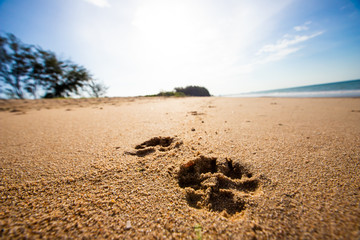 Dog footprints in sand at beach