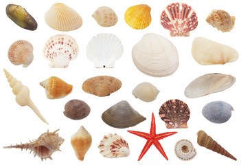 Collection of seashells isolated on white background