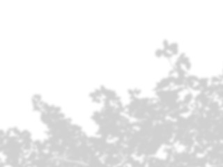 leaf shadows on a white wall