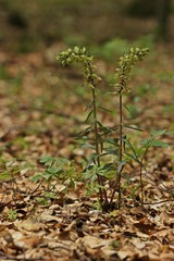 Violette Stendelwurz (Epipactis purpurata) mit bestäubender Wespe