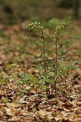Violette Stendelwurz (Epipactis purpurata)