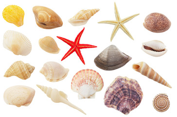 Assortment of seashells and starfishes  isolated on white background