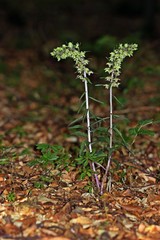 Violette Stendelwurz (Epipactis purpurata)