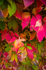 Red flower plants in autumn