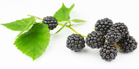 sweet blackberries with leaf isolated on white