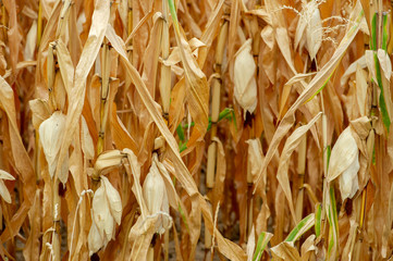 vertrocknete Maispflanzen auf dem Feld, Trockenheit in der Landwirtschaft