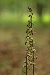 Violette Stendelwurz (Epipactis purpurata) mit bestäubender Wespe