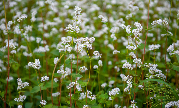 Close up of white blooming flowers of buckwheat (Fagopyrum esculentum) growing in agricultural field. Sunny summer day