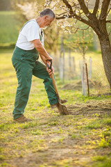 Fototapeta premium Portrait of a handsome senior man gardening in his garden, on a lovely spring day (color toned image)