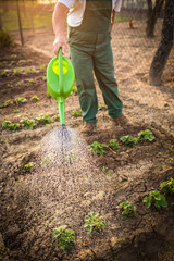 Portrait of a handsome senior man gardening in his garden, on a lovely spring day (color toned image)