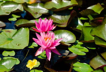 Nymphaea pubescens or pink water lily blooming on the surface of a lake .
