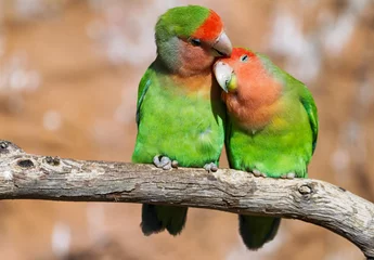 Foto op Aluminium Moment of tenderness between a pair of parrots © irakite