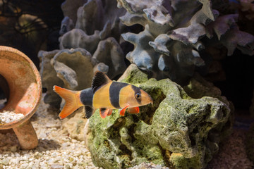 Fish Botsia Clown (Chromobotia macracanthus or Botia macracanthus) in the freshwater aquarium.
