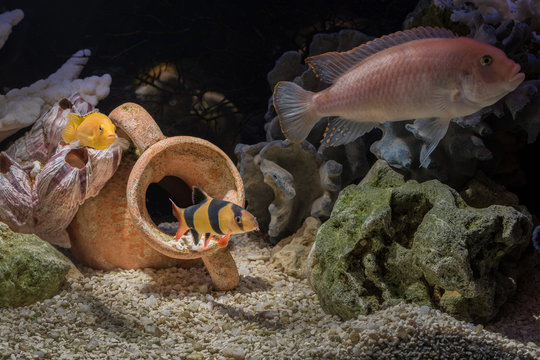 Fish Botsia Clown (Chromobotia macracanthus or Botia macracanthus) in the freshwater aquarium.