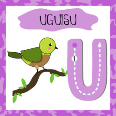 Letter U uppercase cute children colorful zoo and animals ABC alphabet tracing flashcard of Uguisu for kids learning English vocabulary and handwriting 