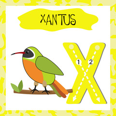 Obraz premium Letter X uppercase cute children colorful zoo and animals ABC alphabet tracing flashcard of Xantus for kids learning English vocabulary and handwriting 