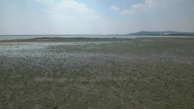 Sea lettuce on beach